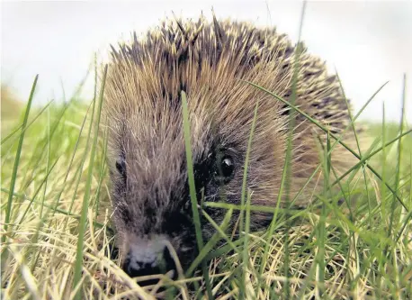  ??  ?? Almost a quarter of gardens were absent of hedgehogs during 2016