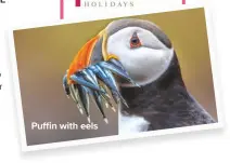  ??  ?? Puffin with eels