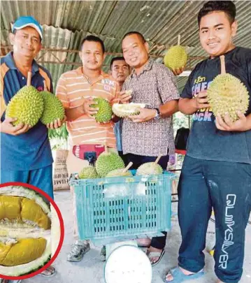  ??  ?? SAMSARI (kiri) bersama pelanggan memilih durian di Pusat Pembanguna­n Kluster Tanaman Durian di Kampung Paya Jakas, semalam.. Gambar kecil, isi durian Musang King.