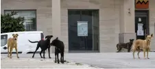  ?? ?? Stray dogs are pictured in the El-Menzah 9 suburban area of the Tunisian capital Tunis.