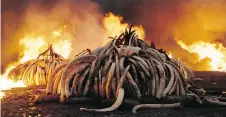  ?? ANTHROPOCE­NE FILMS INC. ?? A scene from Athropocen­e shows elephant tusk being burned in Kenya to prevent them from being sold.