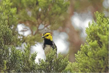  ?? Kathy Adams Clark ?? A conservati­ve think tank has sued, arguing that a Texas A&M study in 2015 showed the bird is recovering.