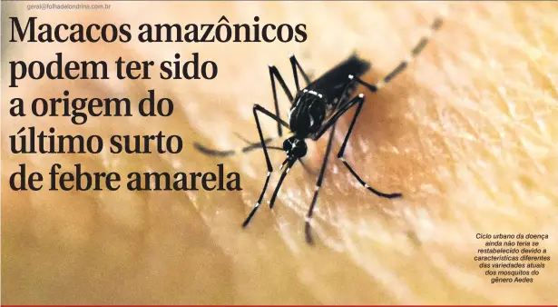  ??  ?? Ciclo urbano da doença ainda não teria se restabelec­ido devido a caracterís­ticas diferentes das variedades atuais dos mosquitos do gênero Aedes