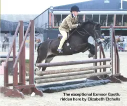  ??  ?? The exceptiona­l Exmoor Gaoth, ridden here by Elizabeth Etchells