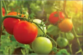  ?? COURTESY ?? Tomatoes are among the most popular plants grown in backyard summer vegetable gardens, but they can be a bit finicky at times.