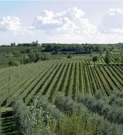  ??  ?? Valtenesi Sono 43 le cantine coinvolte nel progetto Rosa Valtenesi, oltre un migliaio di attività commercial­i della zona. La rassegna durerà fino a settembre e coinvolge diciannove comuni della zona