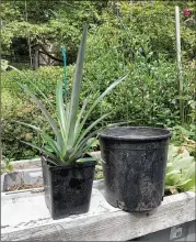  ?? WALTER REEVES FOR THE AJC ?? After growing outside during summer, the pineapple’s roots need a 12- or 14-inch diameter pot for winter, plus some high-quality soil.