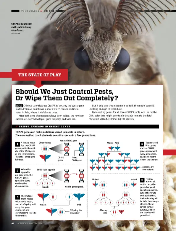  ?? SHUTTERSTO­CK ?? CRISPR could wipe out moths, which destroy Asian forests.