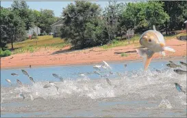  ?? | AP FILE PHOTO ?? An Asian carp, jolted by an electric current from a research boat, jumps from the Illinois River.