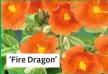  ??  ?? ‘Fire Dragon’