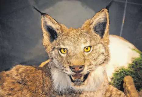  ?? FOTO: HELMUT VOITH ?? Pinselohre­n und Backenbart kennzeichn­en den Luchs – hier ein präpariert­es Exemplar in der Wanderauss­tellung in Eriskirch.