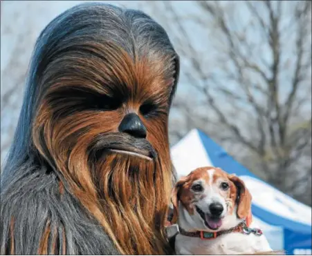  ?? MARIAN DENNIS – DIGITAL FIRST MEDIA ?? “Star Wars” characters including Chewbacca, made an appearance at the Bark for Life Pottstown. The theme for this year’s event was “Paw Wars: The Bark Strikes Back.”