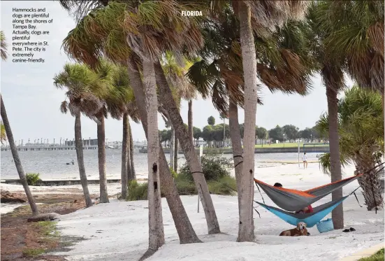  ?? LORI RACKL TNS ?? Hammocks and dogs are plentiful along the shores of Tampa Bay. Actually, dogs are plentiful everywhere in St. Pete. The city is extremely canine-friendly.