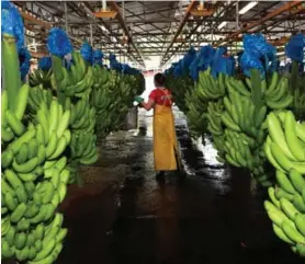  ?? GRACIELA SOLIS ?? Comparados el primer cuatrimest­re de 2018 y de 2019, las exportacio­nes de banano bajaron de $361 mills. a $240 mills.