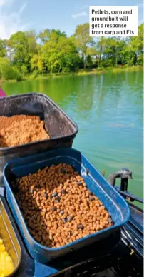  ??  ?? Pellets, corn and groundbait will get a response from carp and F1s