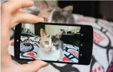  ?? DREAMSTIME ?? Taking pet photos and videos is an irresistab­le distractio­n — and can be a great way to procrastin­ate on a project — when you work from home.