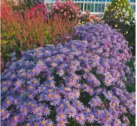  ??  ?? prefers a well-drained soil and is happy in dappled shade, flowering from later summer into October, and making a good companion to grasses such as pennisetum. Growing to a height of 3ft, this aster is drought tolerant and can be divided in the spring. Aster x frikartii ‘Mönch’