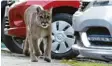  ?? Foto: Castillo, dpa ?? Ein junger Puma schlendert durch Chiles Hauptstadt Santiago.