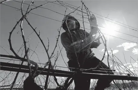  ?? Photograph­s by Gary Coronado Los Angeles Times ?? SILVERADO FARMING worker Leobijildo Martinez of Stockton prunes wine grape vineyards in Napa County on Feb. 28. Pete Richmond, the president of Silverado Farming, said he has been “inundated” with calls and emails inquiring about openings in Napa...