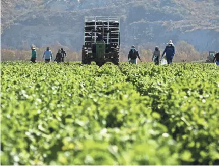  ?? PATRICK T. FALLON/AFP VIA GETTY IMAGES ?? For thousands of farmworker­s, extreme temperatur­es pose an increasing threat.