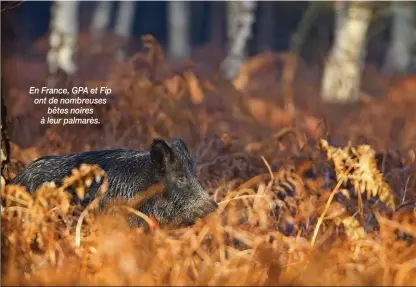  ??  ?? En France, GPA et Fip ont de nombreuses bêtes noires à leur palmarès.