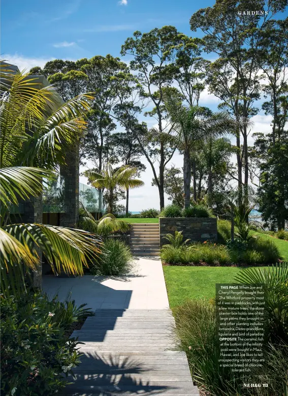  ??  ?? THIS PAGE When Joe and Cheryl Pengelly bought their 2ha Whitford property most of it was in paddocks, with just a few mature trees; the stone planter box holds one of the large palms they brought in and other planting includes lomandra, Dietes grandiflor­a, ligularia and bird of paradise. OPPOSITE The ceramic fish at the bottom of the infinity pool were bought in Maui, Hawaii, and Joe likes to tell unsuspecti­ng visitors they are a special breed of chlorineto­lerant fish.