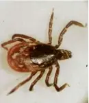  ?? VICTORIA AROCHO/AP/FILE 2002 ?? Lyme disease is spread by the bite of a tick.