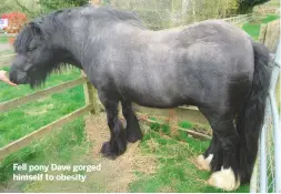  ??  ?? Fell pony Dave gorged himself to obesity