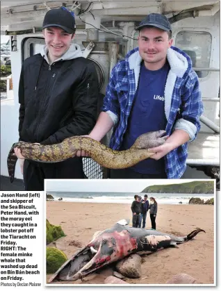  ?? Photos by Declan Malone ?? Jason Hand (left) and skipper of the Sea Biscuit, Peter Hand, with the moray eel they caught in a lobster pot off the Tiaracht on Friday. RIGHT: The female minke whale that washed up dead on Bín Bán beach on Friday.