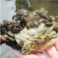  ?? ANDRÉ MARTEL/CANADIAN MUSEUM OF NATURE ?? Zebra mussels, including these found in the Rideau River near Manotick, are “clever beasts” that eat up “good algae” and reproduce faster than native clams.