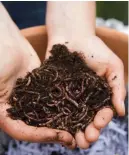  ?? ?? Compost bin worms are different from common earthworms