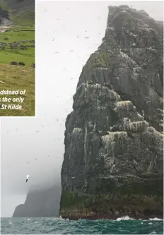  ??  ?? The cliffs of Hirta are teeming with gannets, auks and skuas