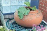  ??  ?? Going potty . . . Rhubarb grows in a large pot.