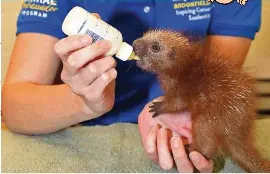Un Bebe Porc Epic Est Nourri Au Biberon Par Ses Soigneurs Pressreader