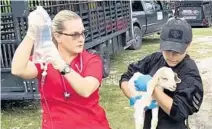  ?? ANIMAL RECOVERY MISSION/COURTESY ?? Starving animals rescued from a farm in Sunrise are being rehabilita­ted at nonprofit group Animal Recovery Mission’s 100-acre sanctuary.