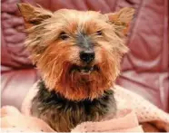  ?? TWITTER/LUKE RIGG ?? The owners of Jack, thought to be Britain’s oldest dog at 26, adopted him after he was found tied to a tree and left to die.