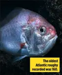  ??  ?? The oldest Atlantic roughy recorded was 160.