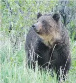  ?? STEVE MICHEL/ PARKS CANADA ?? Railroad tracks mix easy travel and serious danger for bears.