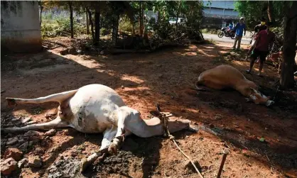  ??  ?? Dead cows following a gas leak from an LG Polymers plant in Visakhapat­nam. Photograph: AFP via Getty Images