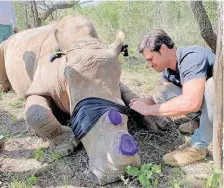  ?? | Care for Wild Sanctuary ?? A SUCCESSFUL rhino horn trimming operation recently took place at the Care for Wild Rhino Sanctuary in Mpumalanga.