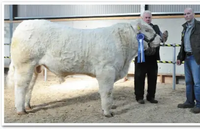  ??  ?? Left: Niall Hynes, (handler) with Champion of Show, 14-monthold Bostonia Lorenzo exhibited by Brendan and Greg Feeney, Scurmore, Enniscrone, Co Sligo; (right) James Phelan, Garryhill, Bagenalsto­wn with his Reserve Champion, Looby Larson, and show...