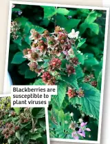  ?? ?? Blackberri­es are susceptibl­e to plant viruses