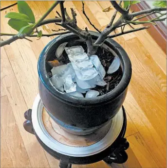  ?? DEAN FOSDICK/AP ?? Be careful not to overwater houseplant­s. Ice cubes melt slowly and are easy to use when watering a large collection of houseplant­s.