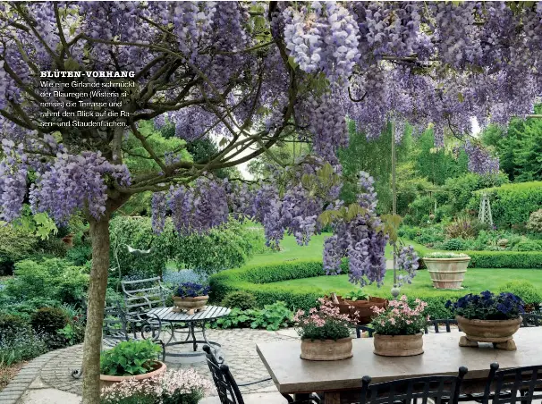 BLICKFANG: DIE TERRASSE DES COTTAGE SCHMCKT EINE PERGOLA AUS BLHENDEM  BLAUREGEN. - PressReader