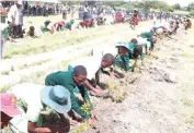  ?? ?? Schoolchil­dren plant trees during the launch of a model children’s green park by First Lady Dr Auxillia Mnangagwa in Glen Norah, Harare yesterday
