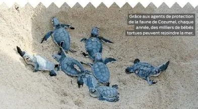  ??  ?? Grâce aux agents de protection de la faune de Cozumel, chaque année, des milliers de bébés tortues peuvent rejoindre la mer.