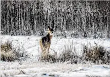  ?? NICK GRAHAM / STAFF ?? The Ohio Division of Wildlife’s Deer Management Program aims for a population that maximizes hunting opportunit­ies while minimizing conflicts with landowners and motorists.