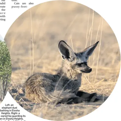  ??  ?? Left: an elephant dust bathing in Etosha Heights. Right: a bat-eared fox guarding its den in Etosha Heights. Photos by Sarah Marshall