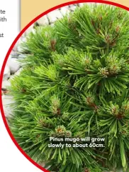 ??  ?? Pinus mugo will grow slowly to about 60cm.