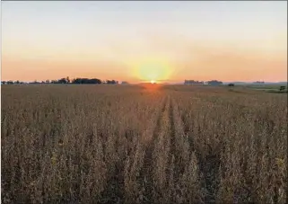  ?? ?? SECANO.
Para soja, maíz, sorgo o girasol, la generación de seguros de rendimient­o es fundamenta­l.